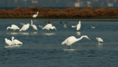 Great white egrets and little egrets at Oropos lagoon