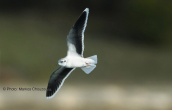 Little gull (Larus minutus) at Schinias (Attica)