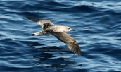 Cory's shearwater (Calonectris diomedea)