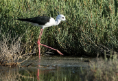Black-winged stilt (Himantopus himantopus) at Oropos lagoon