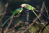 Alexandrine parakeets (Psittacula eupatria) flirting at Tritsis park(Athens)
