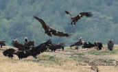 Black vultures (Aegypius monachus) at Dadia forest