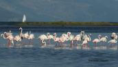 Greater flamingos (Phoenicopterus ruber) at Oropos lagoon