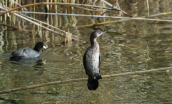Pygmy cormorant (Phalacrocorax pygmeus) at Schinias wetlands