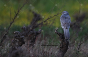 Montagu's Harrier  at Dystos lake
