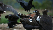 Black vultures at Dadia forest