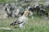 Egyptian vulture collectig materials for making its nest