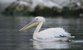 White pelican (Pelecanus onocrotalus) at Prespa lakes