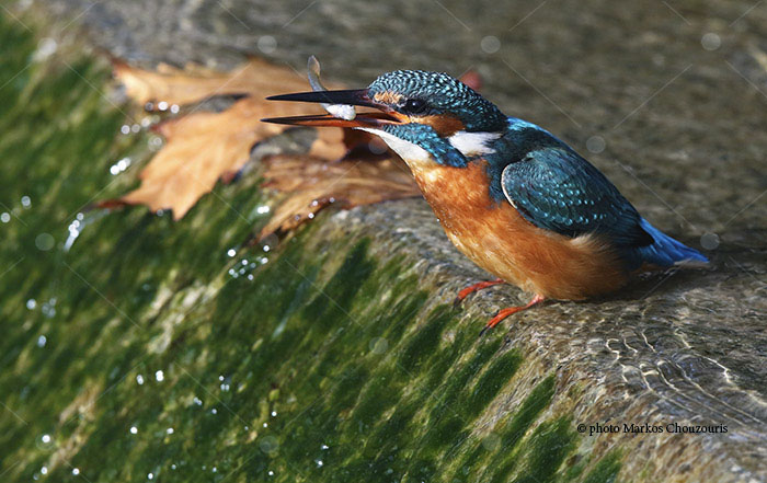 Kingfisher (Alcedo atthis) at Tritsis park (Athens)