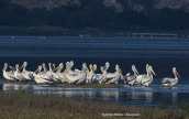 Pelicans at Prespa lakes
