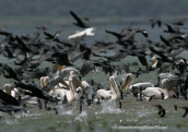 white pelicans go fishing with cormorants