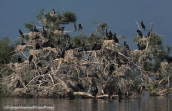 A colony of cormorants at Kerkini lake
