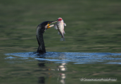 Cormorant catching a fish