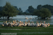 White pelicans at Kerkini lake