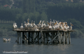 Colony of pelicans at Kerkini lake