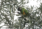 Senegal parrot eating an olive