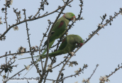 A pair of alexandrine parakeets