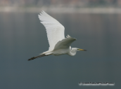 Great white egret flying