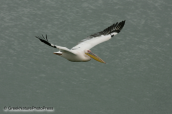 White pelican flying