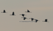 Cranes at Kerkini lake