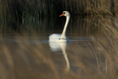 Mute swan at Shinias wetlands at Attica
