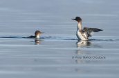 Red-breasted mergansers at Attica