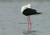Black-winged stilt at Oropos lagoon