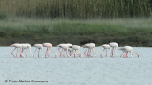 Greater flamingos at Oropos lagoon