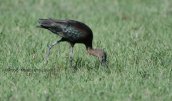 A glossy ibis at Acheloos delta