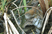 Cetti's Warbler at Tritsis park