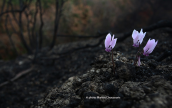 Cyclamens blooming at the burned areas of Attica, Κυκλαμινα Cyclamen, Κυκλαμινα Cyclamen