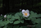 Paeonia mascula subsp. hellenica at Dirfis mountain