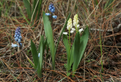 Hyacinthella leucophaea ssp. atchleyi at Attica
