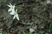 Narcissus obsoletus at Delos island