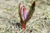 Erythronium dens-canis at Falakro mountain