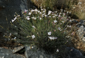 Dianthus serratifolius subsp. serratifolius at Parnitha mountain