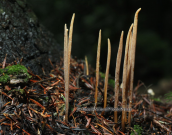 Mushrooms (Macrotyphula sp.) at Parnitha mountain