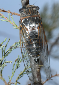 Cicada (Cicadidae family)