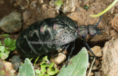 Oil beetle (Meloe proscarabaeus) at Sounio (Attica)