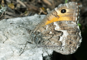 Butterfly (Grayling) στη Παρνηθα