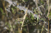 Cone-headed Grasshopper (Acrida ungarica) at Parnitha mountain