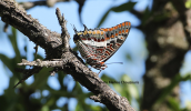 Butterfly (Charaxes jasius) at Parnitha mountaun
