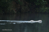 American mink (Neovison vison) at Kifisos river (Attica), Μινκ Neovison vison American mink Κηφισος kifisos river, Μινκ Neovison vison American mink Κηφισος kifisos river