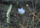 Orchid (Spiranthes spiralis) at Sounio