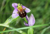 Bee orchid (Ophrys apifera) at Evia island