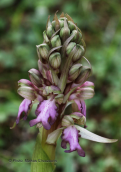 Orchid (Himantoglossum robertianum) at Schinias (Attica)