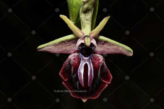 Ophrys mammosa at Tritsis park (Athens)