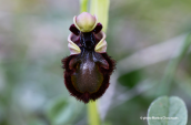 A different Ophrys speculum subsp. speculum