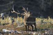 The red deer of the Parnitha mountain