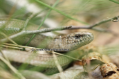 Slow worm (Anguis fragilis)